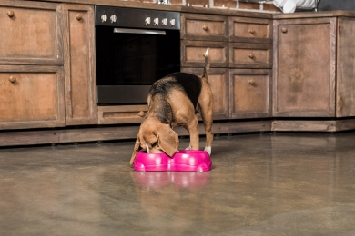  Primicia sobre el Almacenamiento de Alimentos para Mascotas